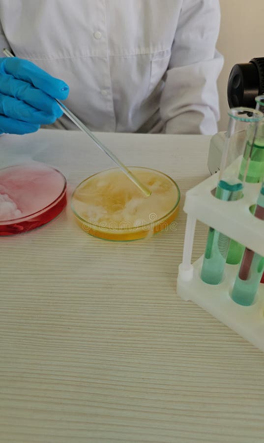 Scientist conducts experiment with petri dish and test tubes in laboratory stock image