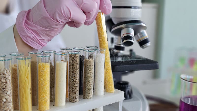 Scientist conducts experiment with test tubes and microscope in laboratory royalty free stock images