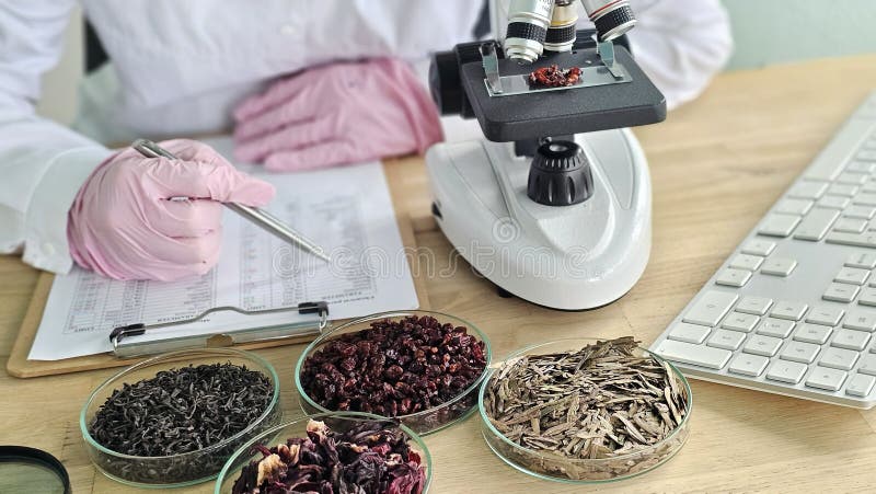 Scientist conducts research on dried plant samples using a microscope royalty free stock images