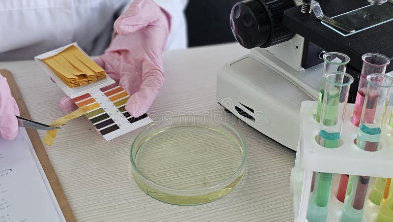 Scientist conducts a test using strips and liquids in a lab stock image