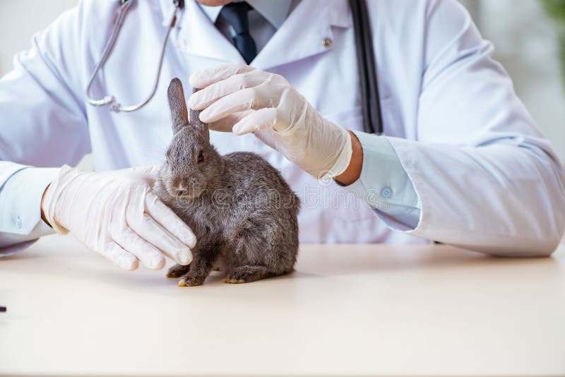 research on rabbit
