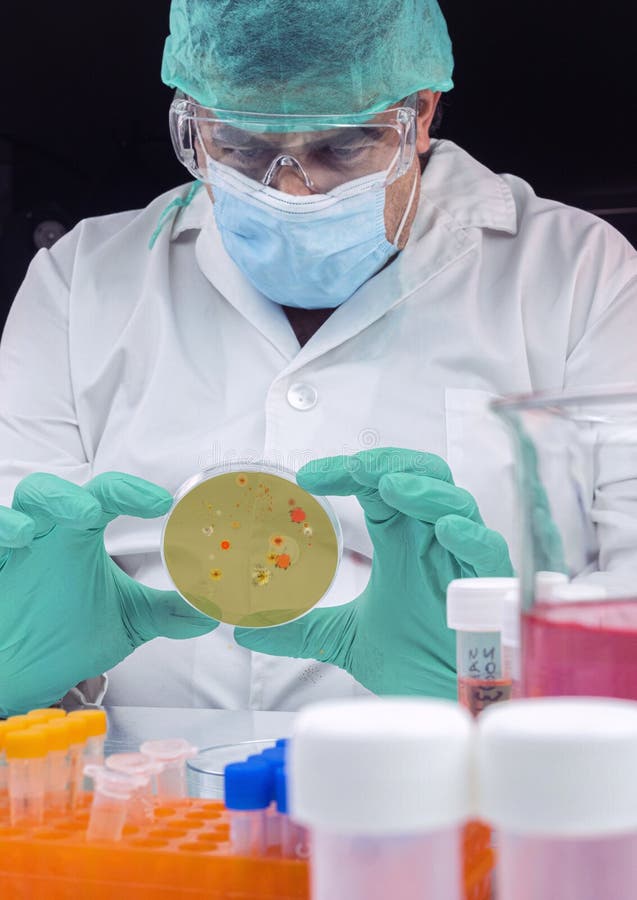 Scientist examines malaria virus on petri dish in laboratory stock images