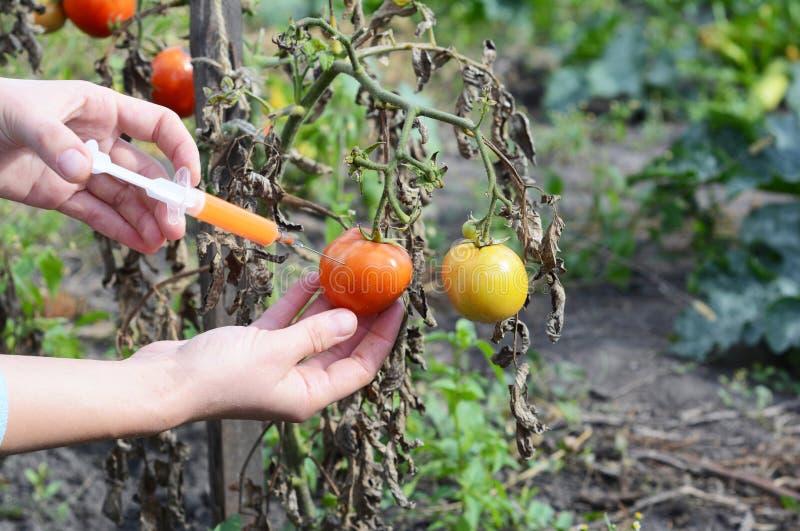 Scientist hands injecting syringe chemicals into red tomato GMO. Concept for chemical nitrates GMO or GM food. stock photo Scientist hands injecting syringe chemicals into red tomato GMO. Concept for chemical nitrates GMO or GM food. stock photo