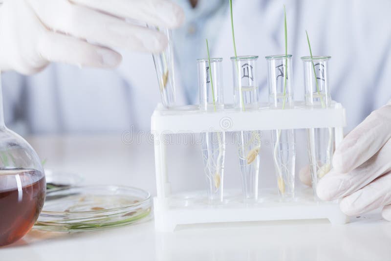 The Scientist Has a Test Tube with a Plant in a Stand for Vials Stock