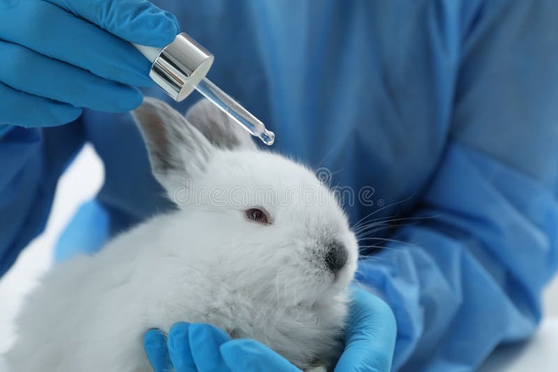 animal experimentation rabbits