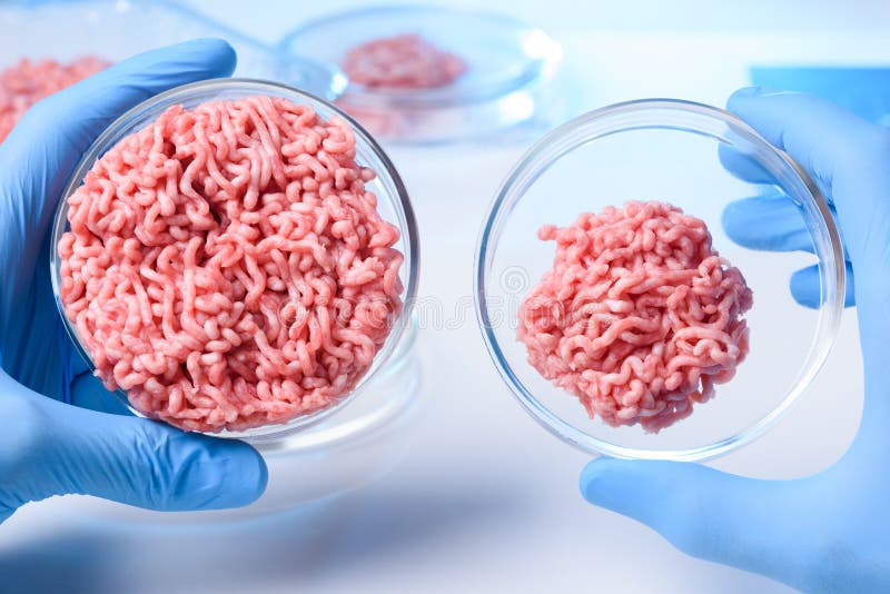 Scientist show two samples of meat in petri dish royalty free stock image
