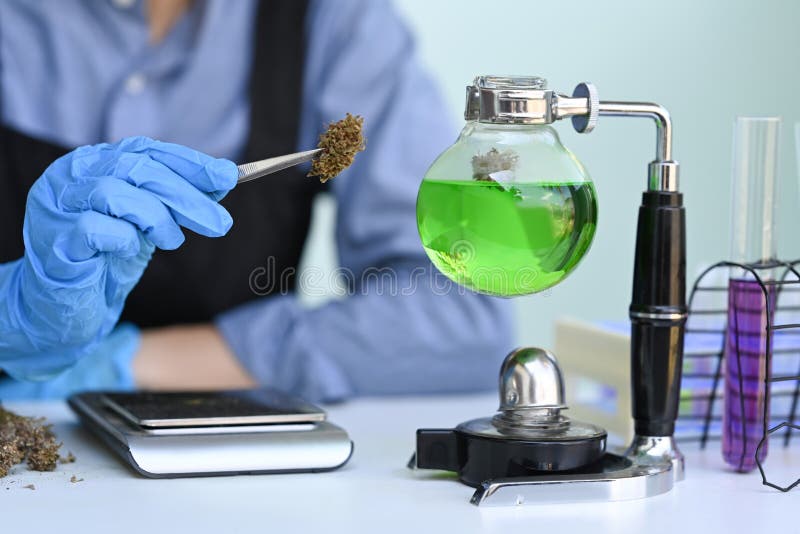 Scientist Testing and Analyzing Cannabis Plants for the Extraction of