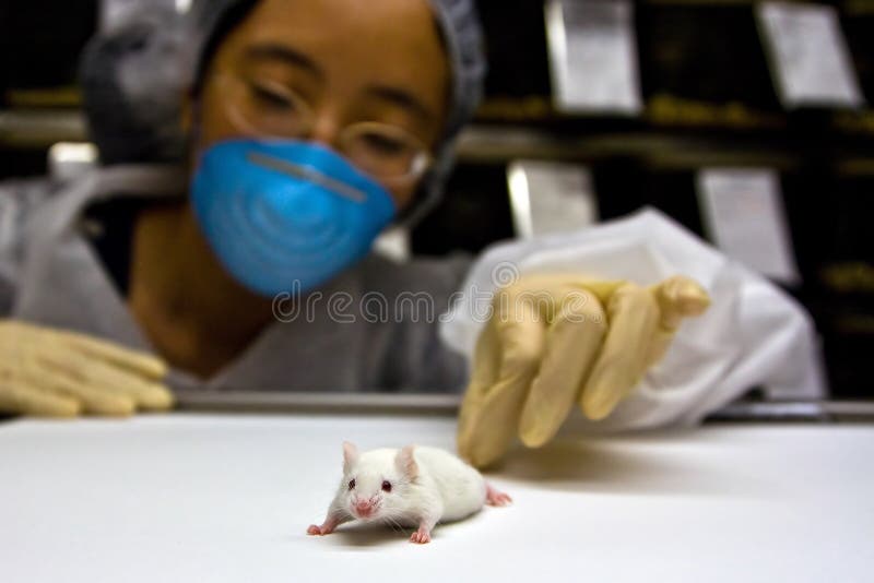 Una femmina orientale scienziato con i guanti in lattice e una maschera blu con un simpatico bianco balb / c topo di laboratorio nelle sue mani.