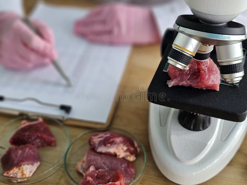Scientists examine meat samples under a microscope to study quality and safety at a laboratory stock photo