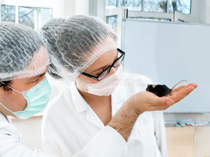 Scientists observe transgenic mouse