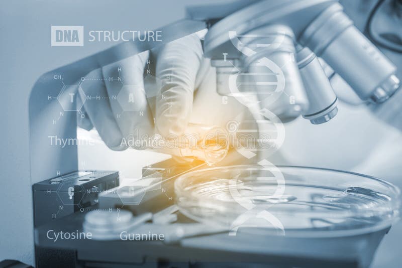 Scientists studying chemical element, DNA structure and nucleotide base, Laboratory research concept stock photos