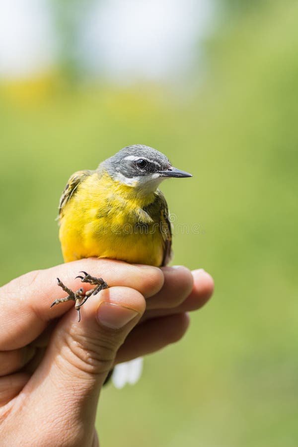 Scienziato che tiene un flava occidentale del Motacilla della cutrettola in una fascia dell'uccello/che suona sessione immagine stock libera da diritti Scienziato che tiene un flava occidentale del Motacilla della cutrettola in una fascia dell'uccello/che suona sessione immagine stock libera da diritti