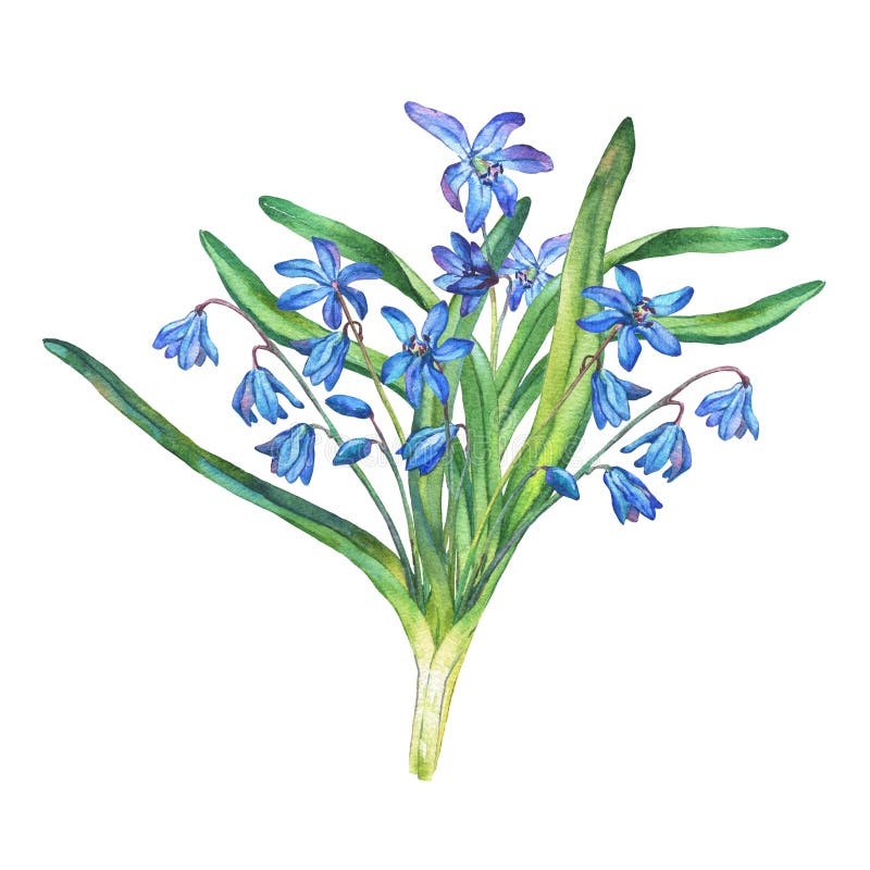Scilla Bifolia蓝色森林花花束库存例证 插画包括有英语 植物群 五颜六色 芬芳