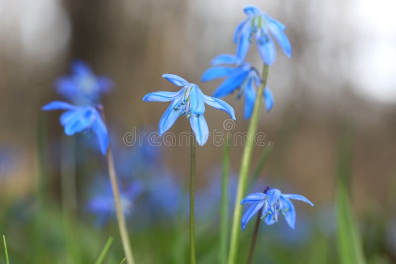 Scilla bifolia flowers stock images