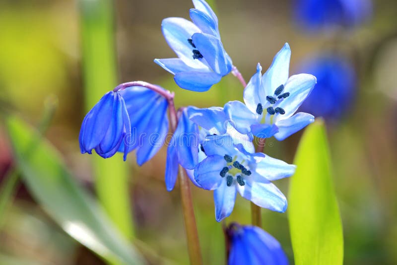 Scilla bifolia spring flowers stock image
