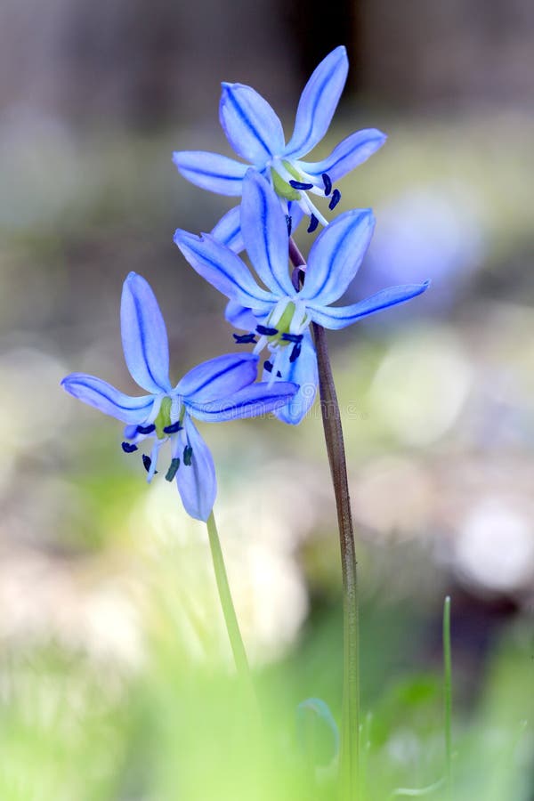 Scilla bifolia spring flowers stock photos