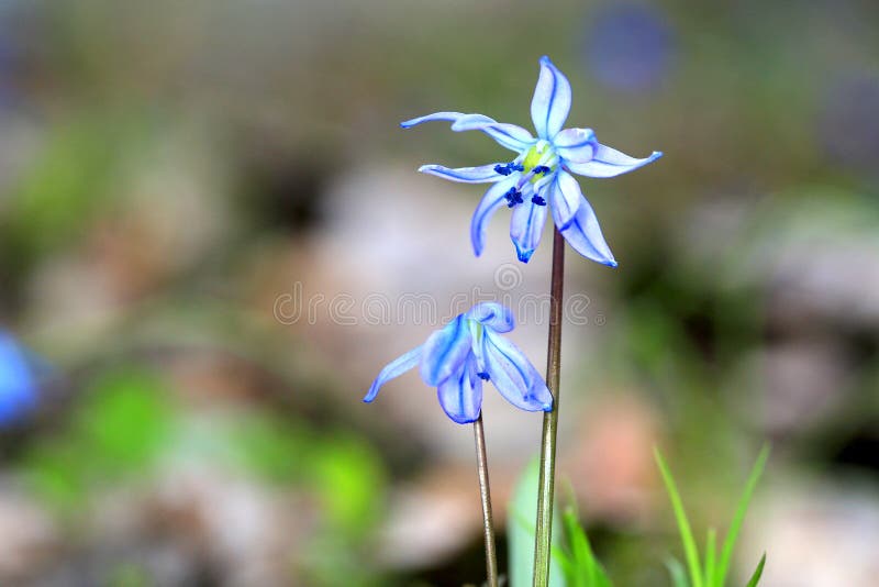 Scilla bifolia wild flowers royalty free stock photos