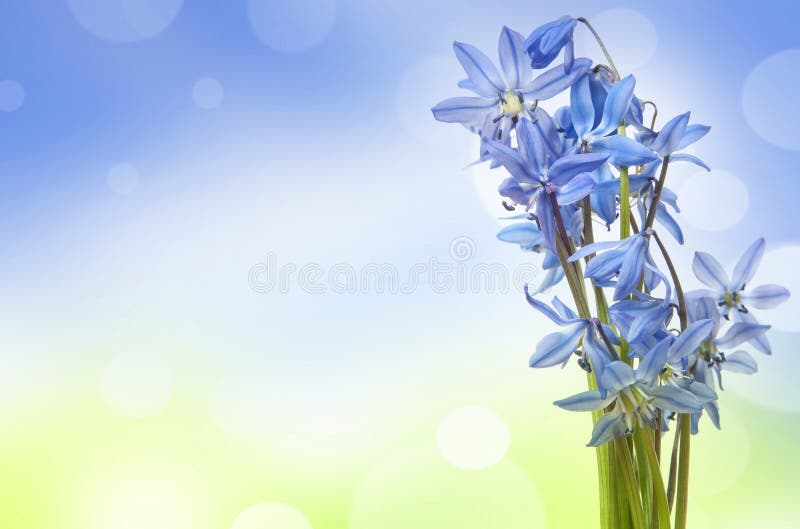 Scilla - blue spring flowers royalty free stock photo