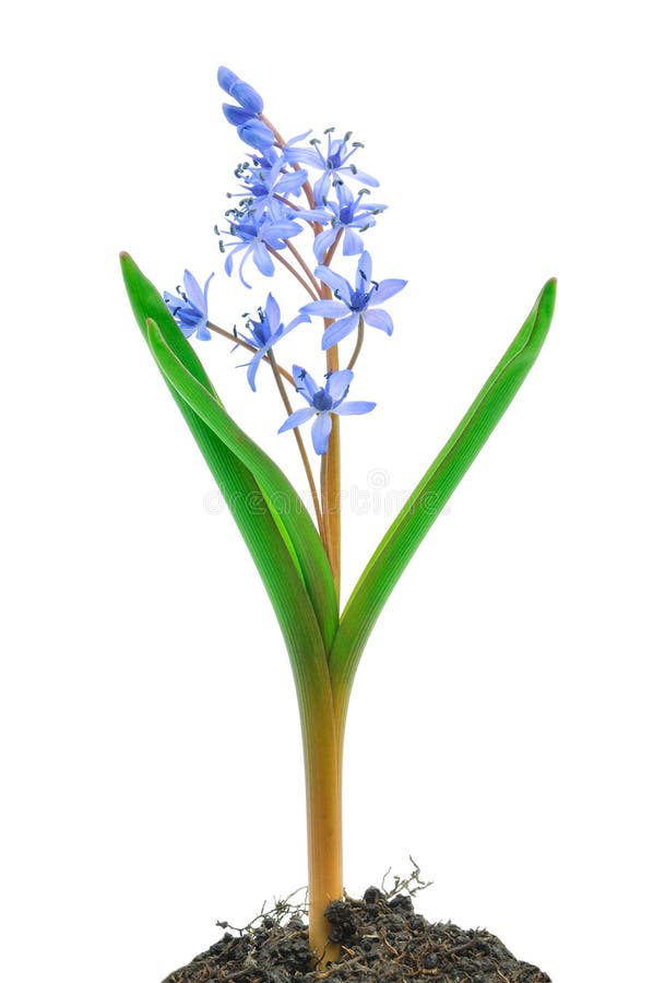 Scilla marina siberiana (siberica di Scilla) fotografie stock Scilla marina siberiana (siberica di Scilla) fotografie stock