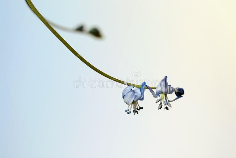 Scilla Siberica 西伯利亚海葱 木海葱是开花植物家庭在浅兰的天门冬科特写镜头的种类库存图片 图片包括有萼片 锡拉 Scilla Siberica 西伯利亚海葱 木海葱是开花植物家庭在浅兰的天门冬科特写镜头的种类库存图片 图片包括有萼片 锡拉