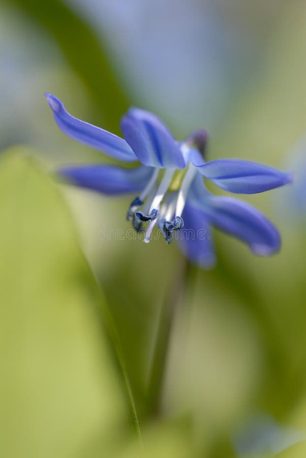 Scilla sibirica - lovely blue spring flower stock image