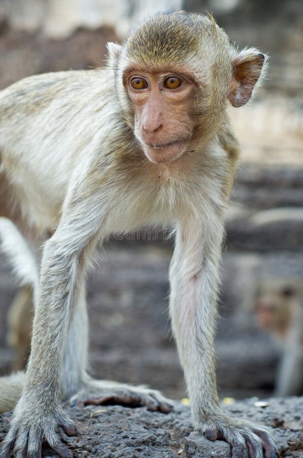 Scimmia fotografia stock libera da diritti