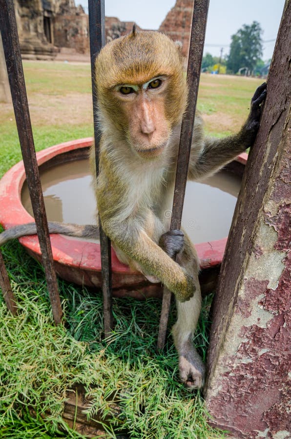 Scimmia immagine stock
