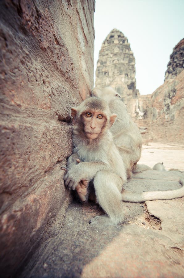 Scimmia immagine stock libera da diritti