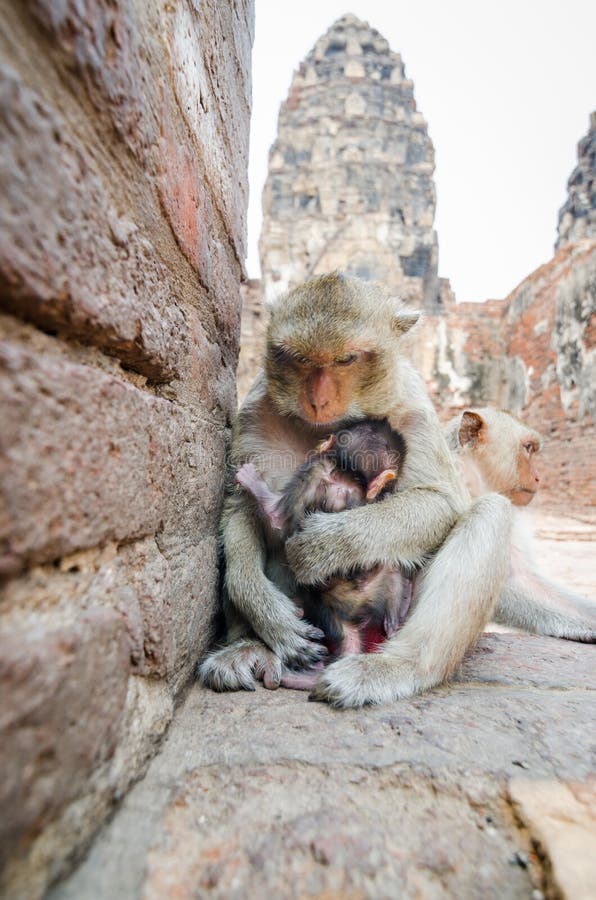 Scimmia fotografia stock libera da diritti