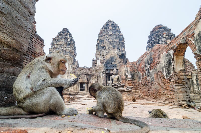 Scimmia immagine stock libera da diritti