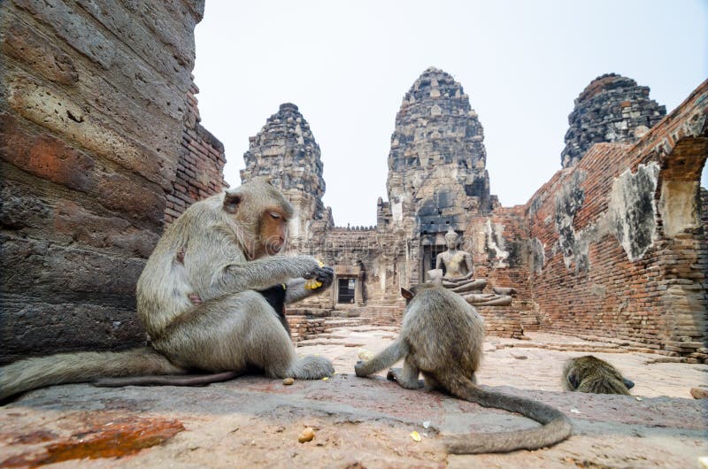 Scimmia immagine stock