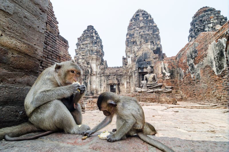 Scimmia fotografia stock libera da diritti