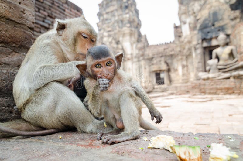 Scimmia immagine stock libera da diritti