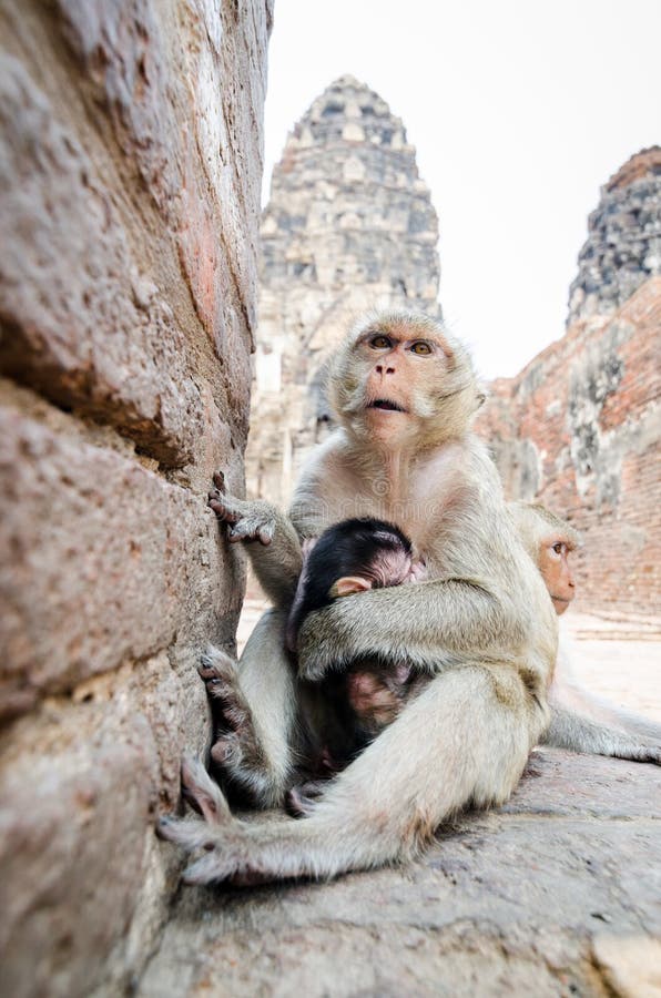 Scimmia immagine stock libera da diritti