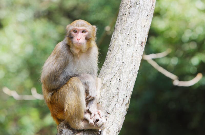 Scimmia fotografia stock
