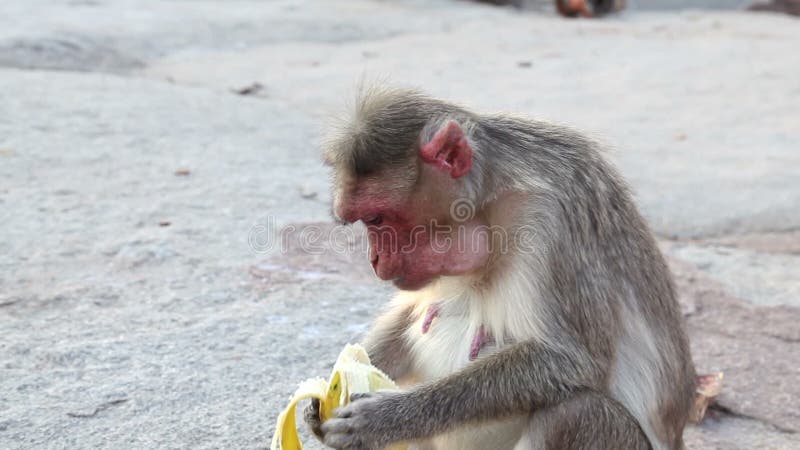 Scimmia che mangia banana video d archivio