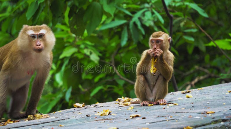 Scimmia che mangia la banana video d archivio