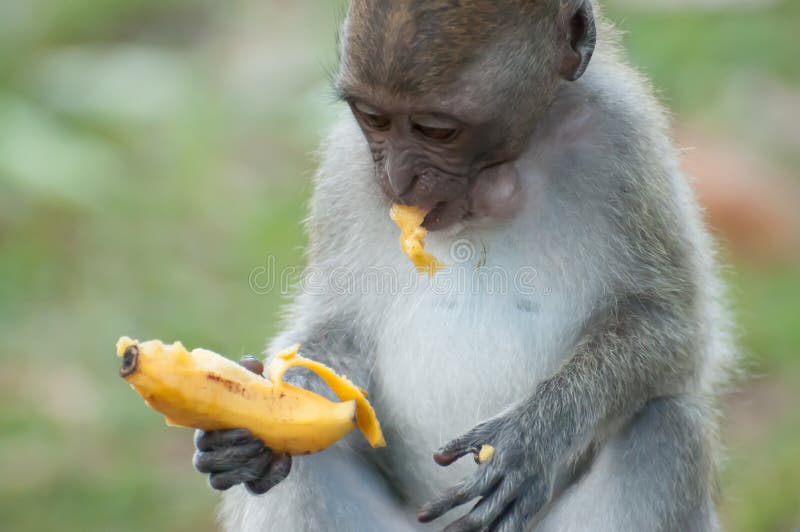 Scimmia che mangia una banana fotografie stock Scimmia che mangia una banana fotografie stock