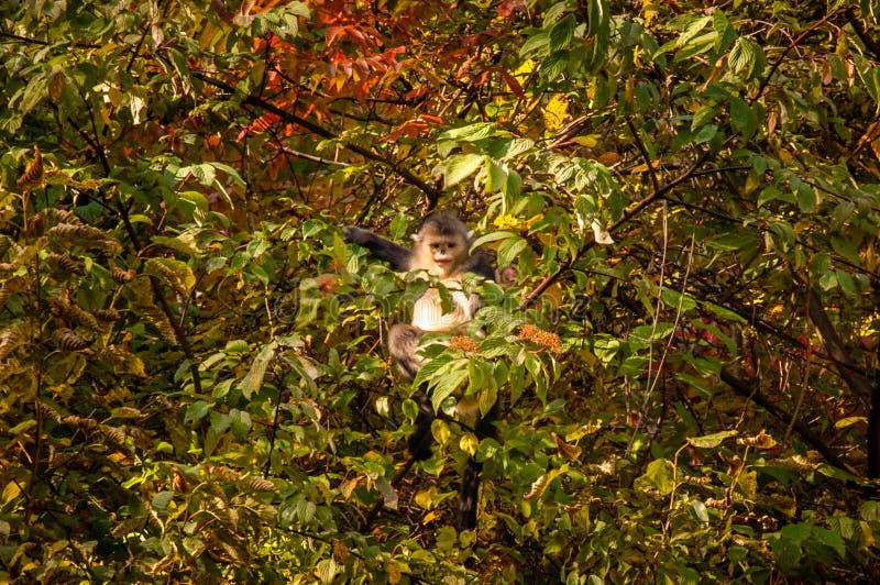 Scimmia dal naso all'insù nera del Yunnan fotografia stock libera da diritti
