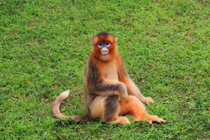 Scimmia dal naso camuso (Scimmia dorata) immagini stock