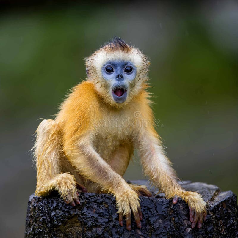 Scimmia dal naso camuso dorato immagini stock