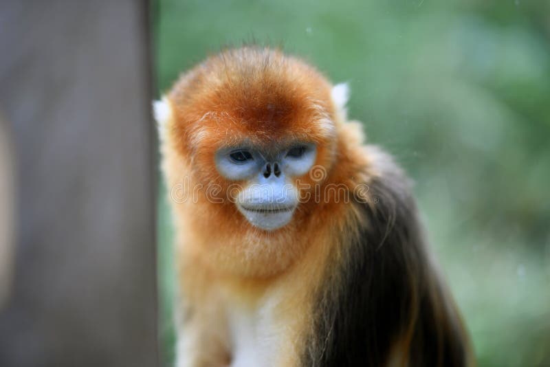 Scimmia dal naso dorato immagini stock libere da diritti