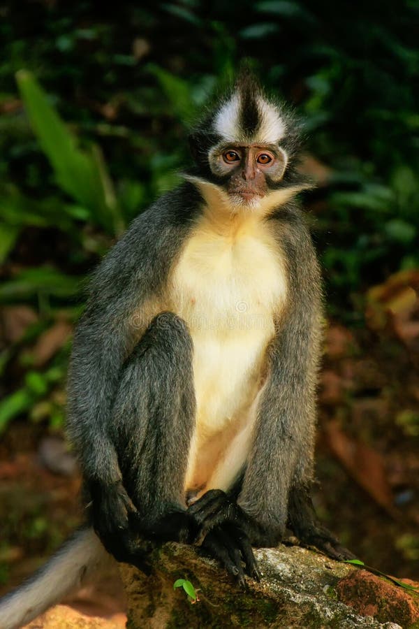 Scimmia della foglia di Thomas che si siede sulla terra nella nazione di Gunung Leuser fotografie stock libere da diritti Scimmia della foglia di Thomas che si siede sulla terra nella nazione di Gunung Leuser fotografie stock libere da diritti