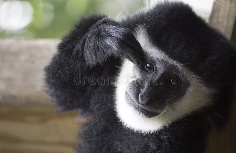 Scimmia fotografie stock libere da diritti