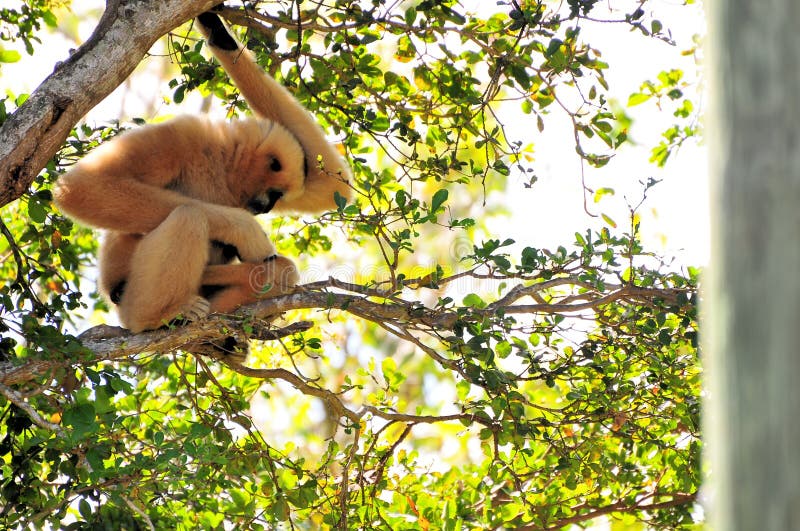 Scimmia di Gibbon che accarezza il suo bambino immagine stock Scimmia di Gibbon che accarezza il suo bambino immagine stock