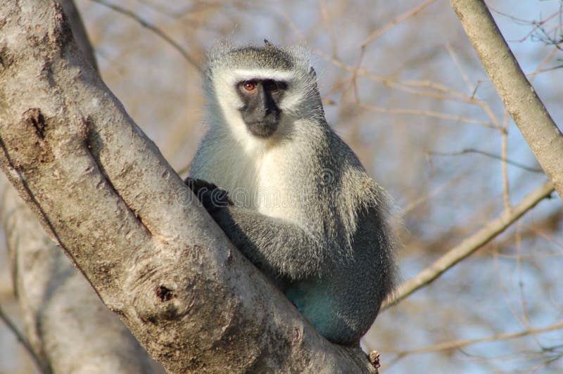 Scimmia vervet fotografia stock libera da diritti