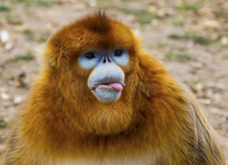 Scimmia dal naso dorato fotografia stock libera da diritti