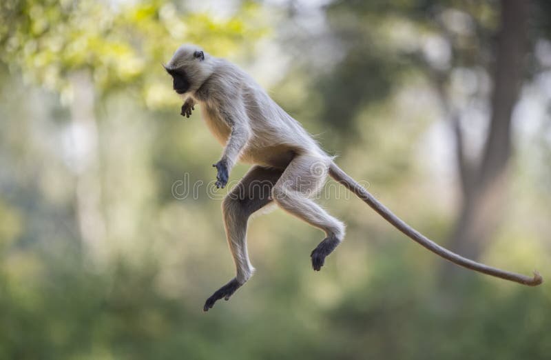 Scimmia grigia di salto del langur