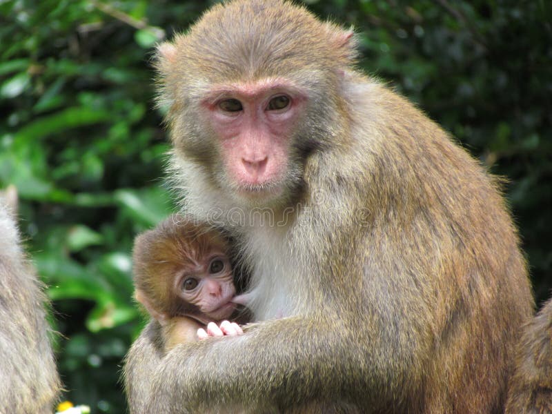Scimmia Mam che alimenta un bambino