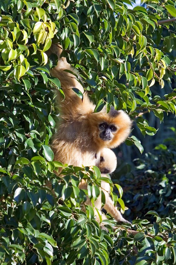 Scimmia simile a pelliccia sembrante sconosciuta che appende in un albero
